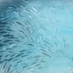 Racconti Di Mare - 5 Terre Jre
